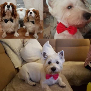 Bows for Cats and Small Puppies